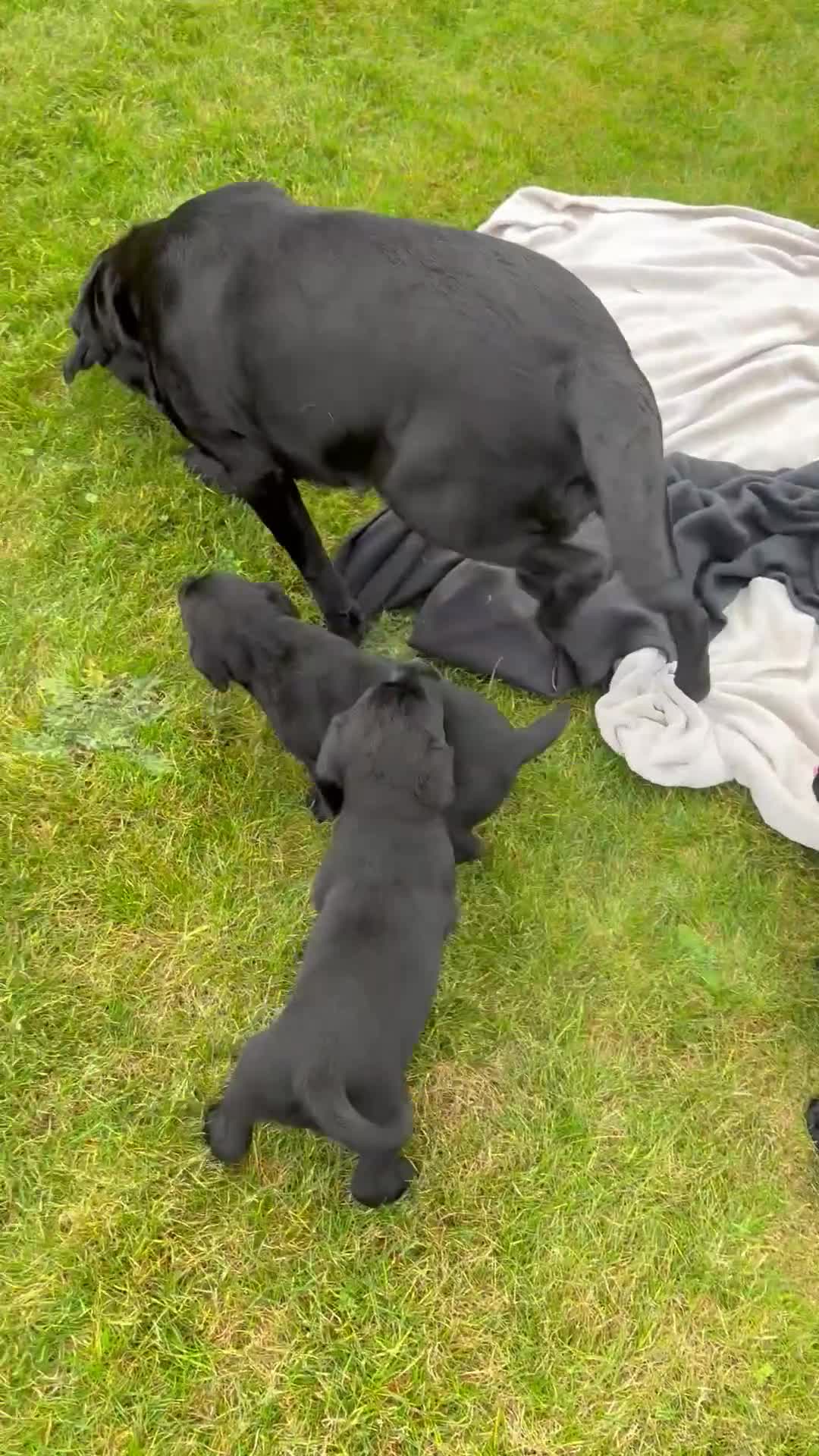 Labrador Retriever dogs for sale: Beautiful Black Labrador Puppies KC Registered  - Video 1