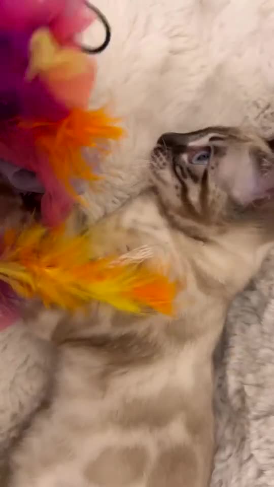 Bengal cats for sale: ⭐️ blue eyed snow lynx charcole female bengal ⭐️ - Video 1