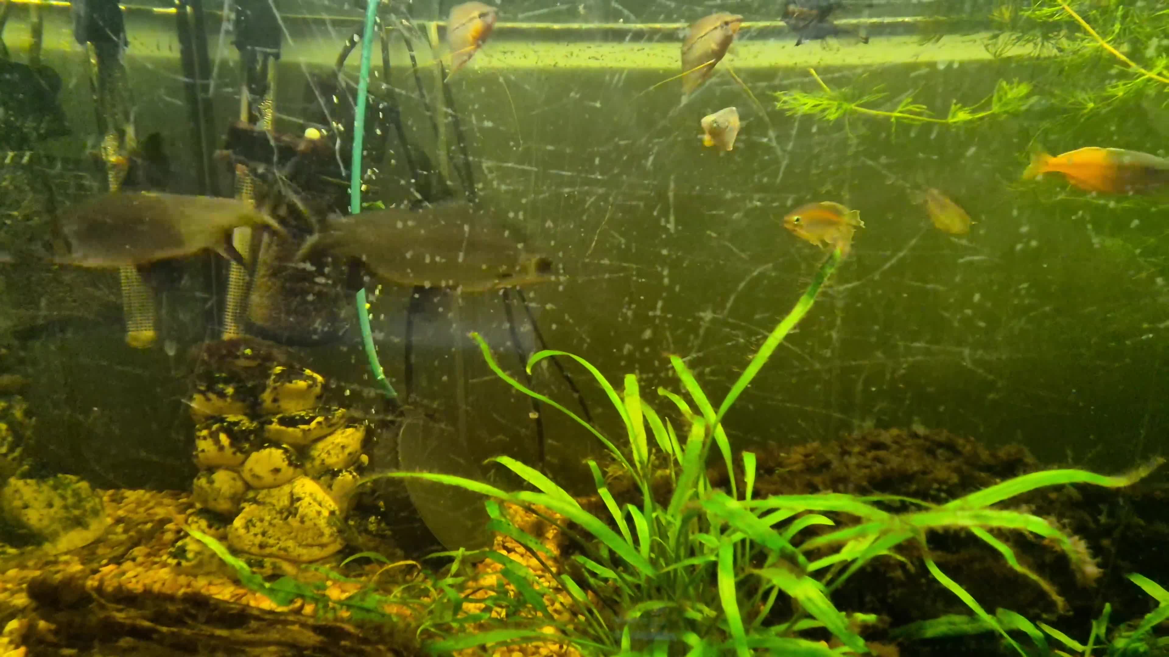 Sharks fish for sale: Silver sharks - Video 1