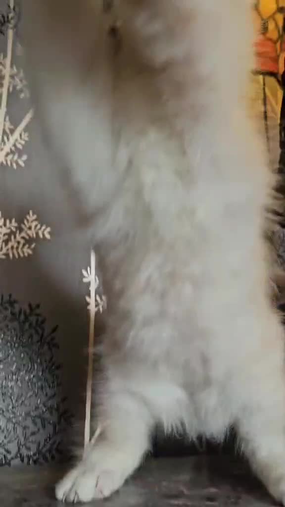Maine Coon cats for sale: THIS LITTER ALL SOLD😸😸😸NEXT LTTER AUGUST 2026 - Video 1