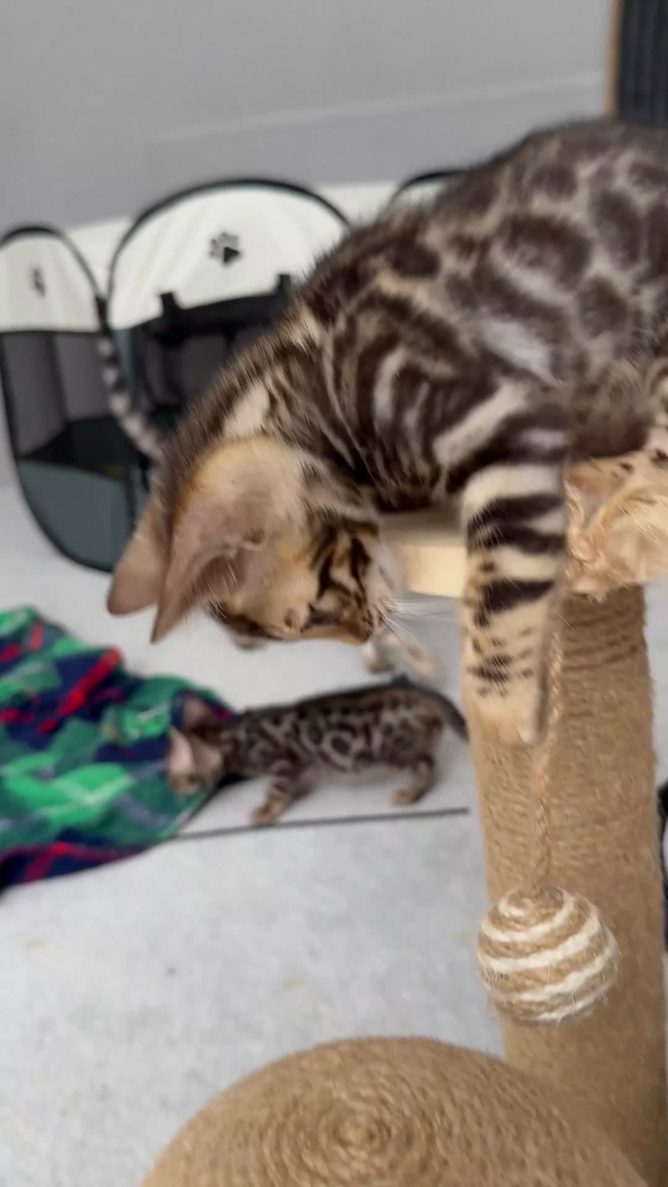 Bengal cats for sale: Bengal kittens - Video 1