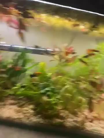 Other/Mixed Breed fish for sale: Multiple different species of fish.  - Video 1