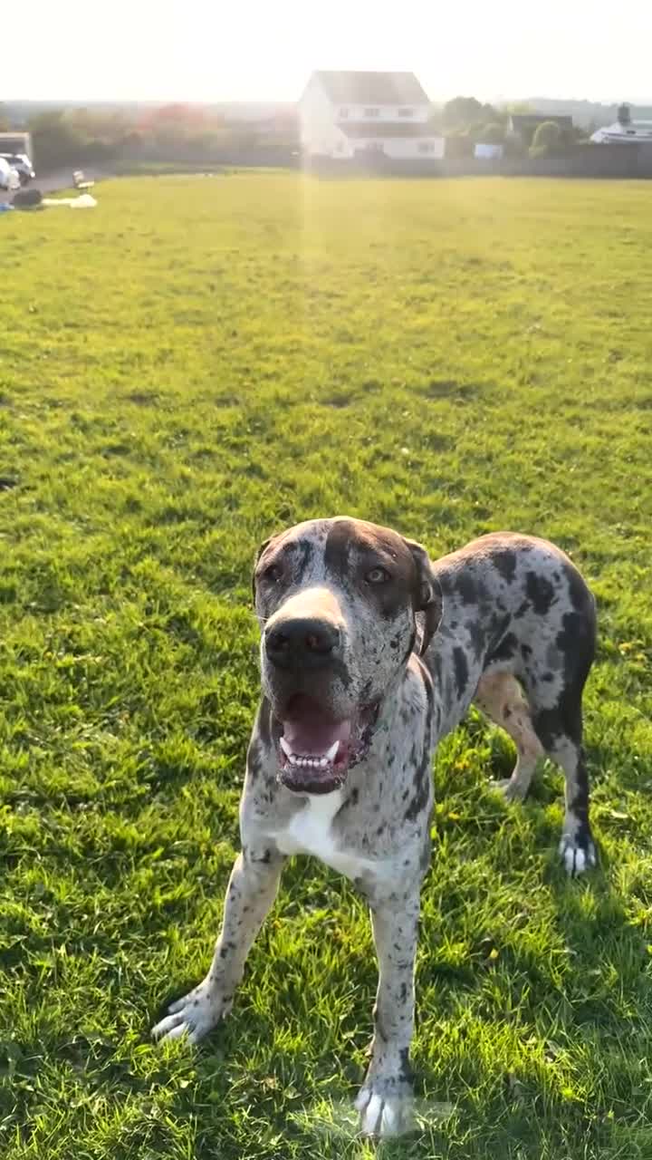 Great Dane dogs for sale: KC registered Great Dane pups due soon. - Video 1