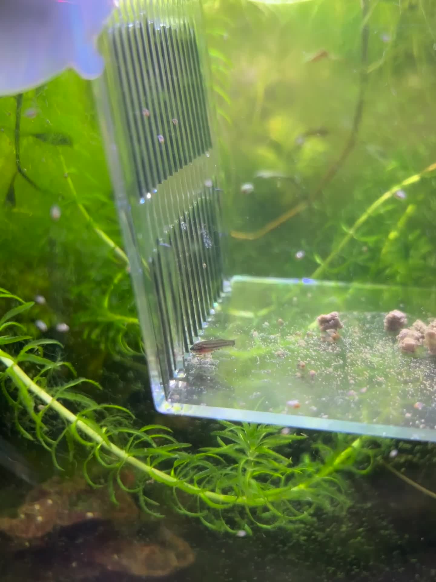 Bettas fish for sale: Alien Bettas  in Derby - Video 1