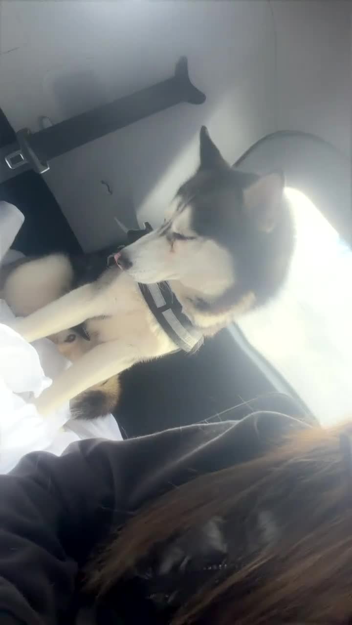 Siberian Husky dogs for sale: Siberian husky  in Barnsley - Video 2