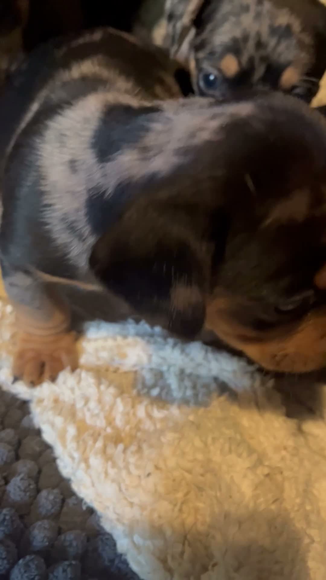 Mixed Breed dogs for sale: Stunning daxi cross pups  - Video 3