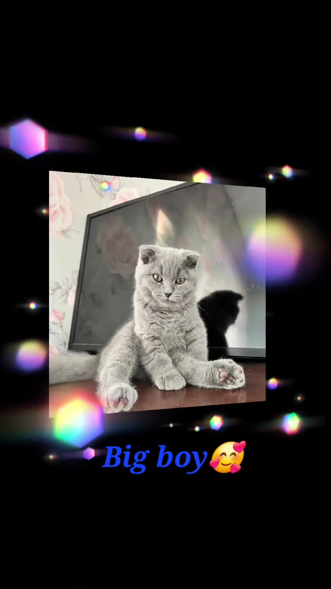 Scottish Fold cats for sale: Only 1 friendly Kitten 😸 left,smart and gentle😸 - Video 3