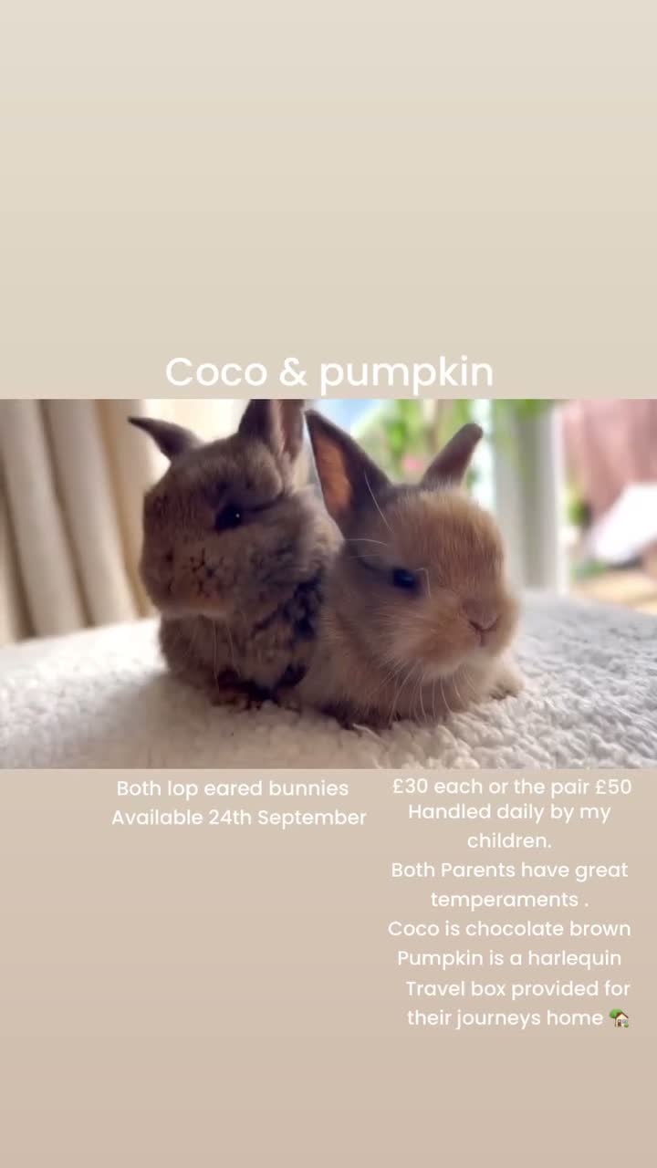 Mixed Breed rabbits for sale: Beautiful Lop eared bunnies  in Lutterworth - Video 1