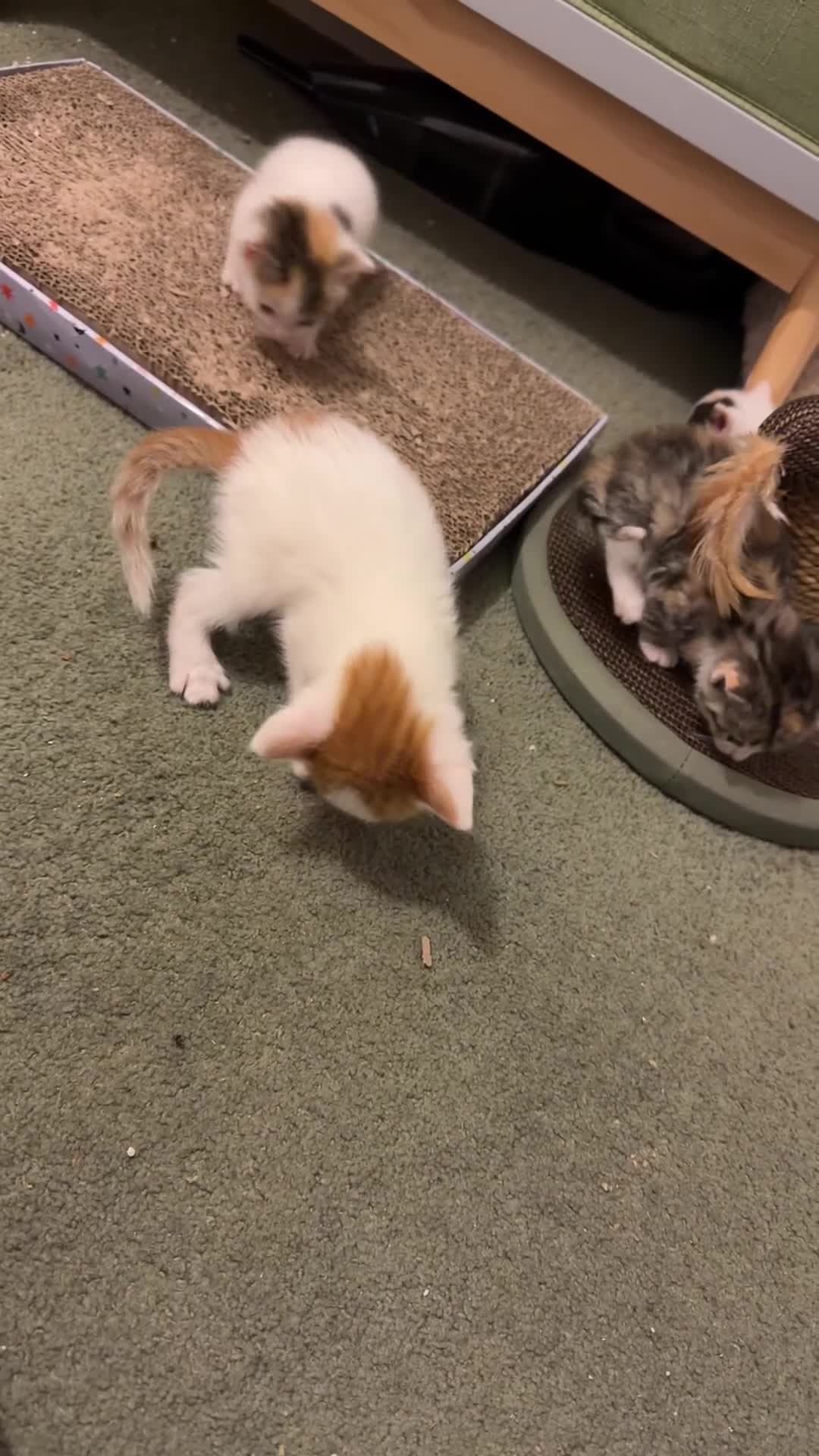 Sphynx cats for sale: Sphynx kittens. in Royston - Video 3