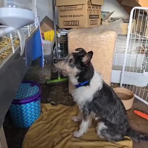 Fox Terrier dogs for adoption: Rex - fox terrier mix - Video 1