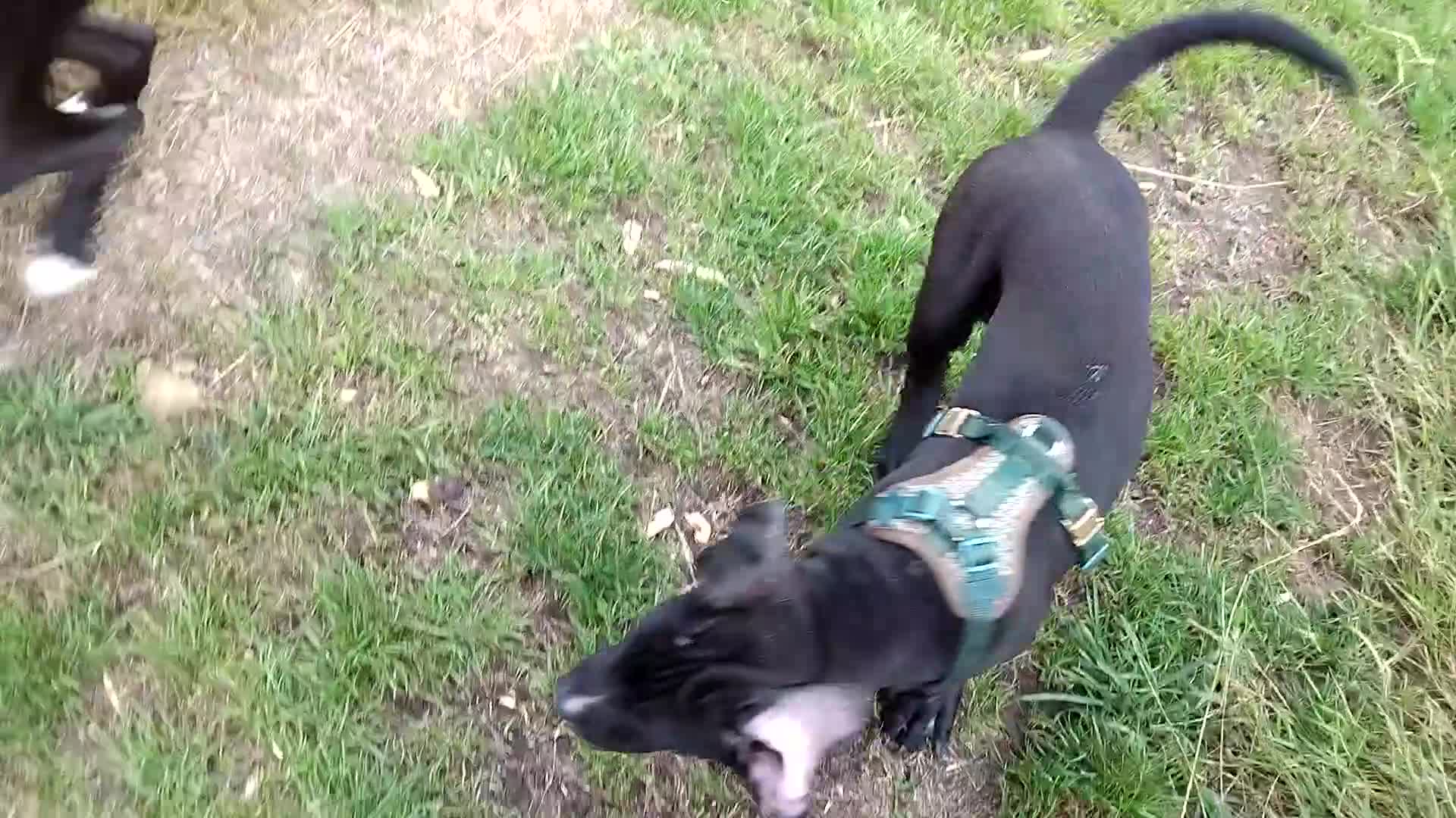 Mixed Breed dogs for sale: Cane Corso x Presa De Canario in Mexborough - Video 1
