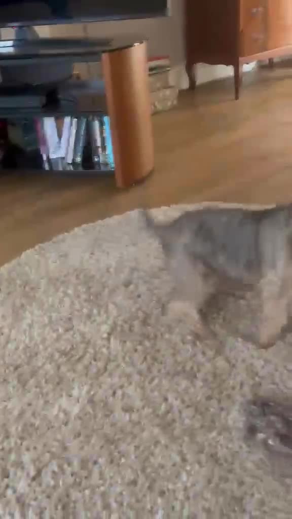 Mixed Breed dogs for adoption: Scooby little boy with big personality  in Hatfield - Video 3