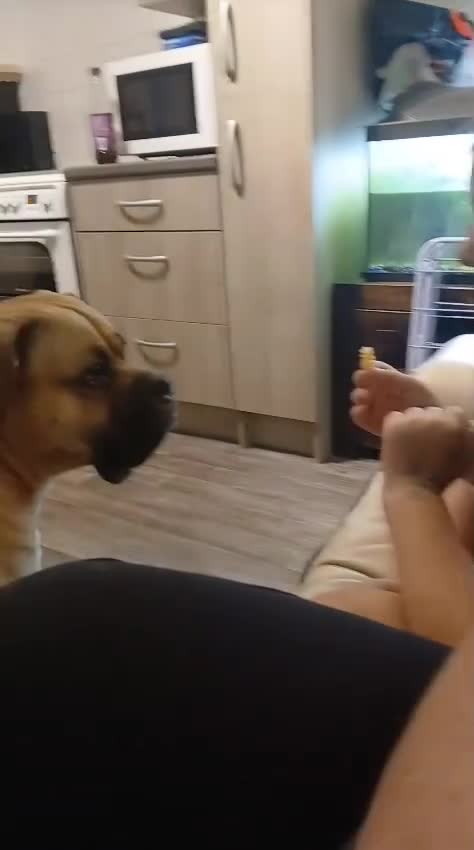 Mixed Breed dogs for sale: meet Hooper - Video 1