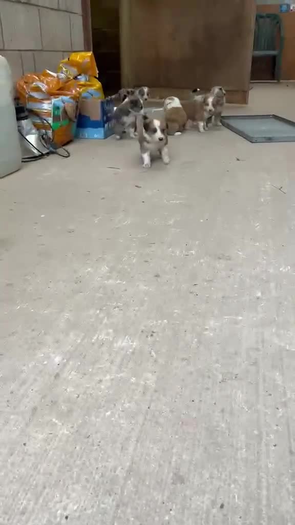 Mixed Breed dogs for sale: Collie puppies  - Video 1