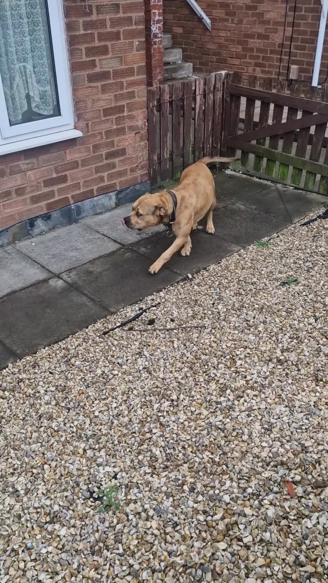 Mixed Breed dogs for sale: Urgent home needed please read!!!!### - Video 2