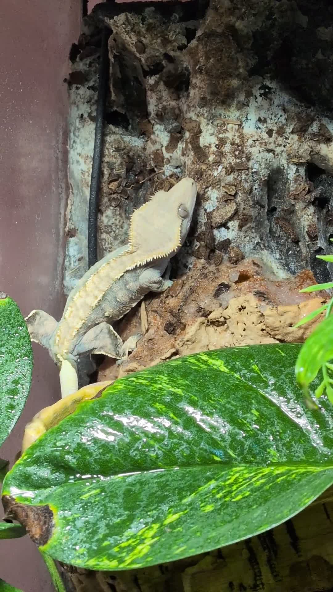 Gecko reptiles for sale: Female crested gecko with full bioactive set up - Video 1