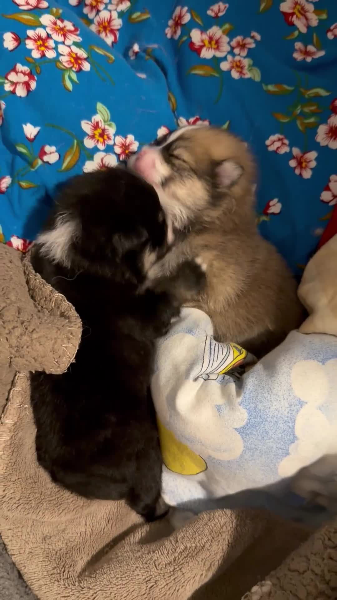 Pomeranian dogs for sale: EXTRA SMALL POMERANIAN PUPPIES  - Video 3