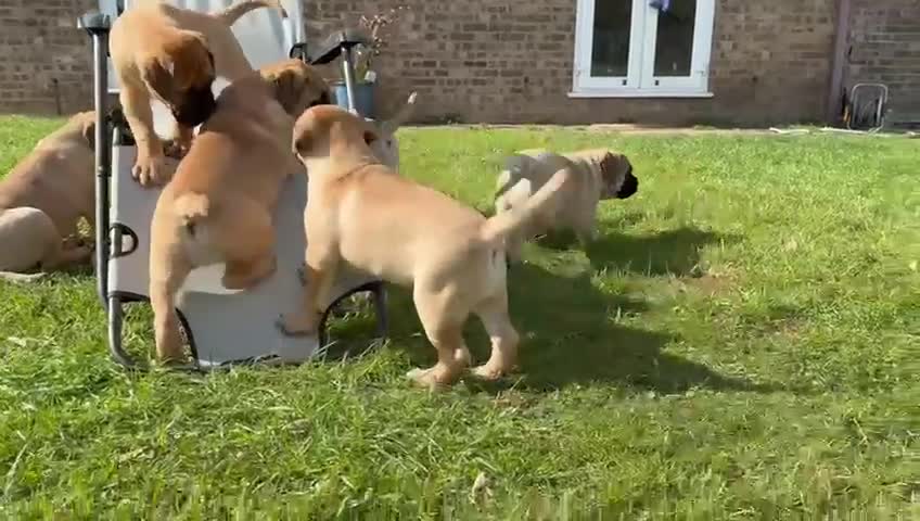 Bullmastiff dogs for sale: Beautiful KC registered Bull Mastiff puppies  - Video 1