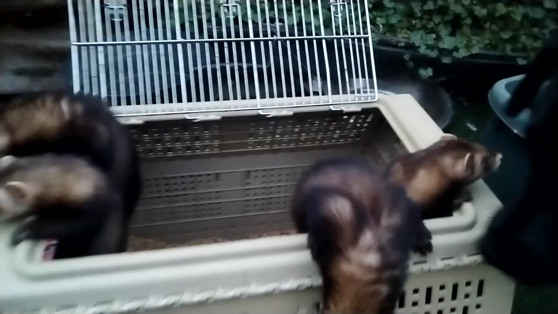 Ferret rodents for sale: Young ferrets for sale  in Aylesbury - Video 1