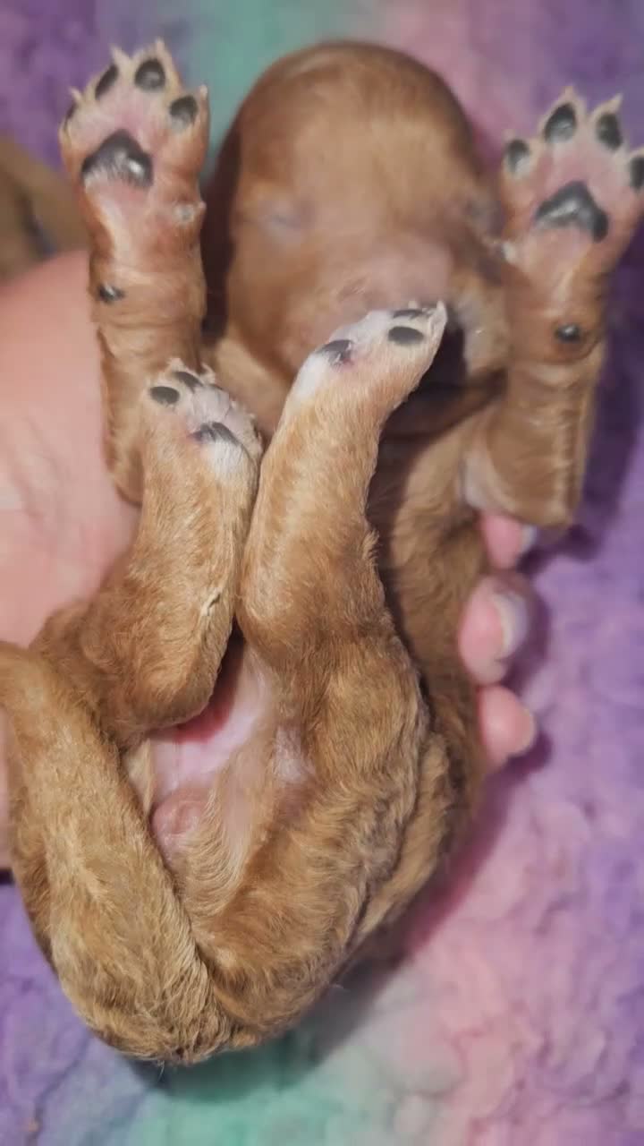 Cavapoo dogs for sale: Licensed breeder,dna clear red tiny cavapoo pups  - Video 1