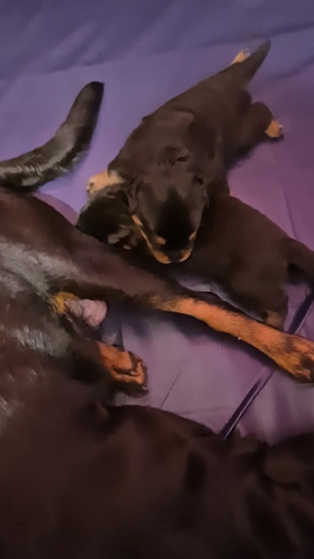 Rottweiler dogs for sale: Two lovely rotty pups boy is reserved  - Video 1