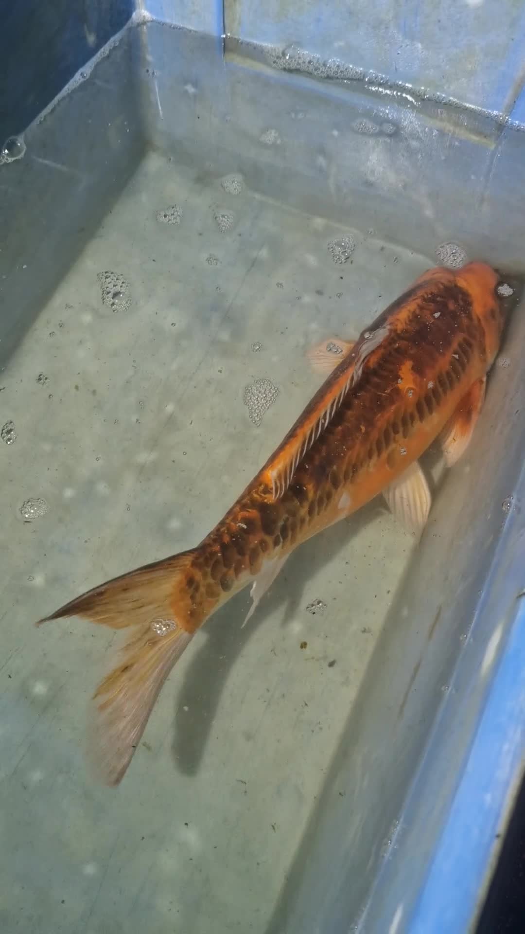 Koi Carp fish for sale: Koi carp various sizes - Video 3