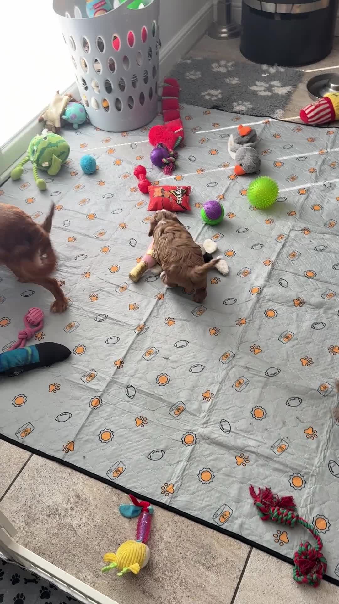 Cavapoo dogs for sale: Cavapoo puppies,health tested parents 5* licensed  - Video 2