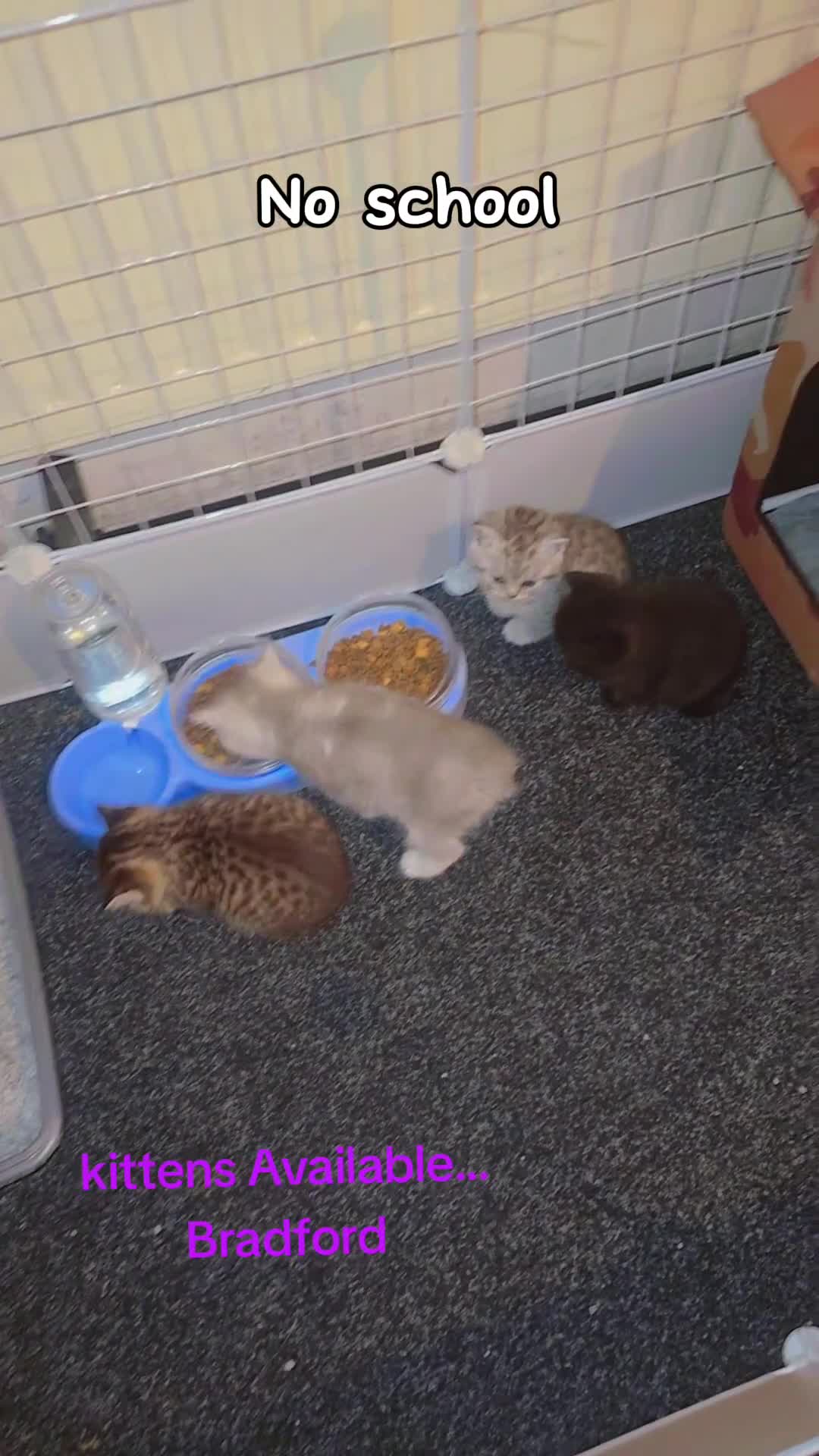 British Shorthair cats for sale: British shorthair kittens - Video 2