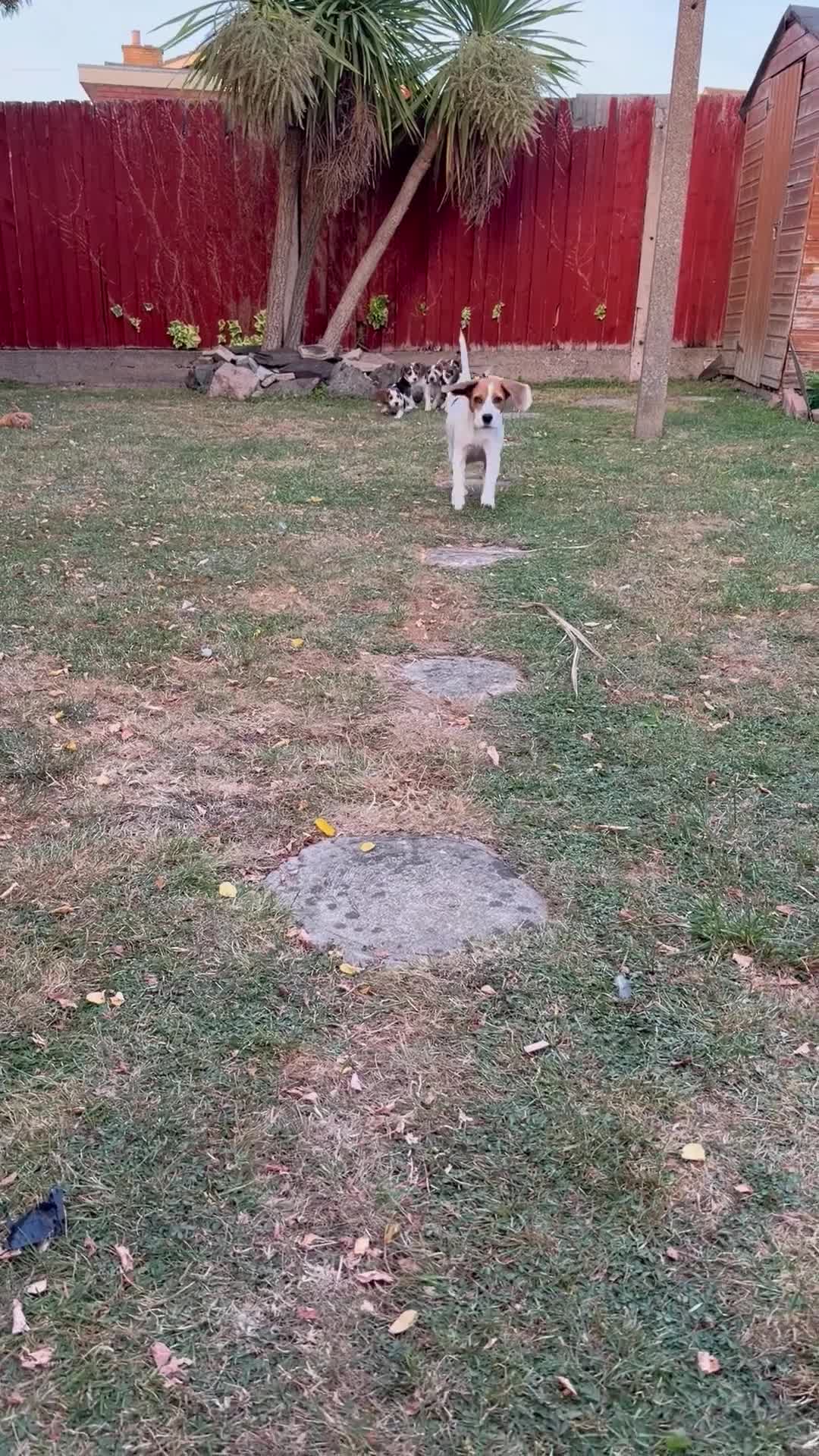 Beagle dogs for sale: 🐶Beagle Puppies 2 Girls for Sale🐶 - Video 1