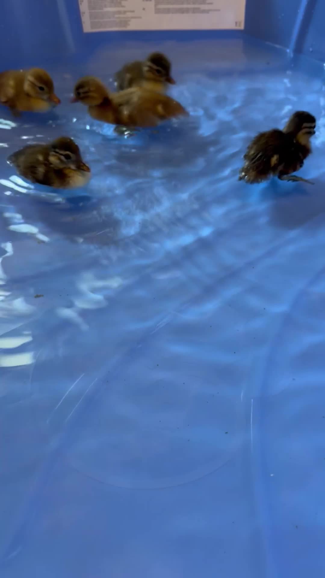 Ducks poultry for sale: Mandarin ducklings in Newton Abbot - Video 1