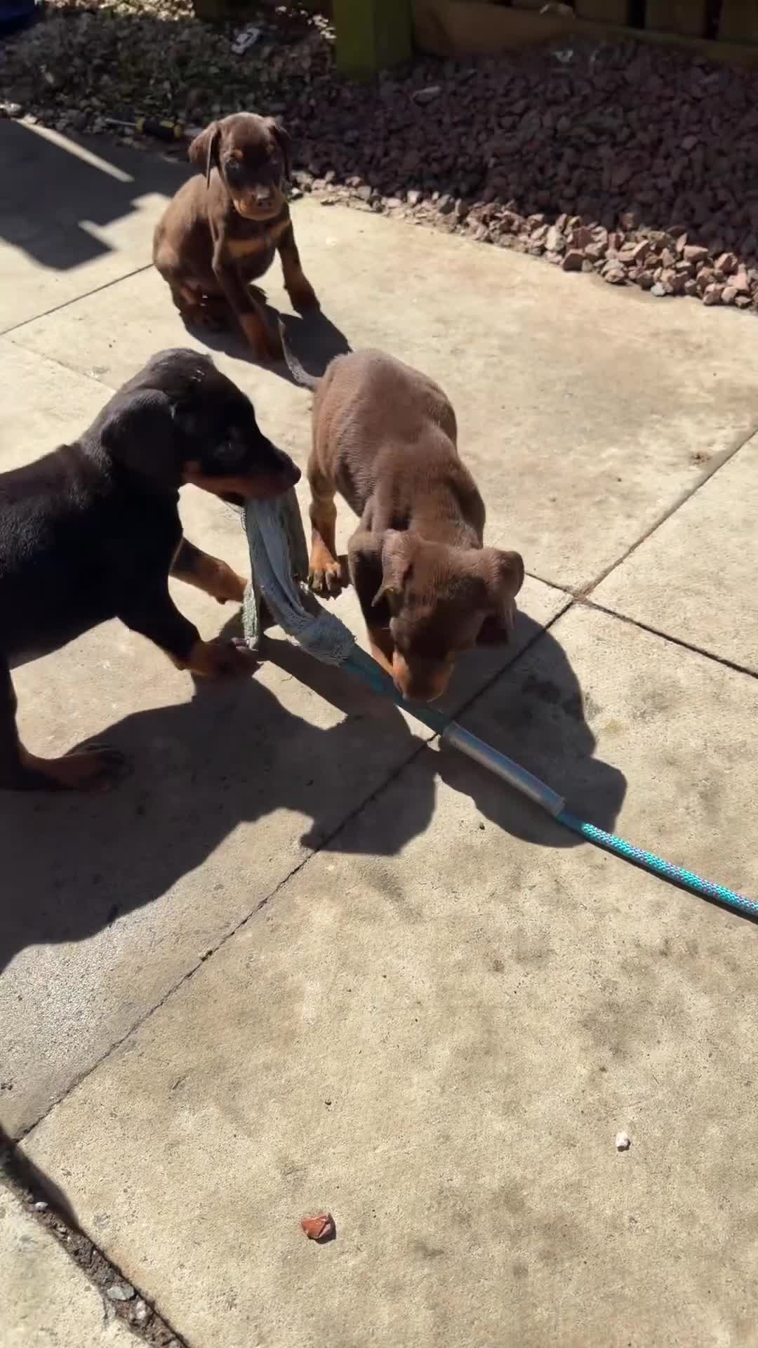 Dobermann dogs for sale: Doberman puppies  - Video 3