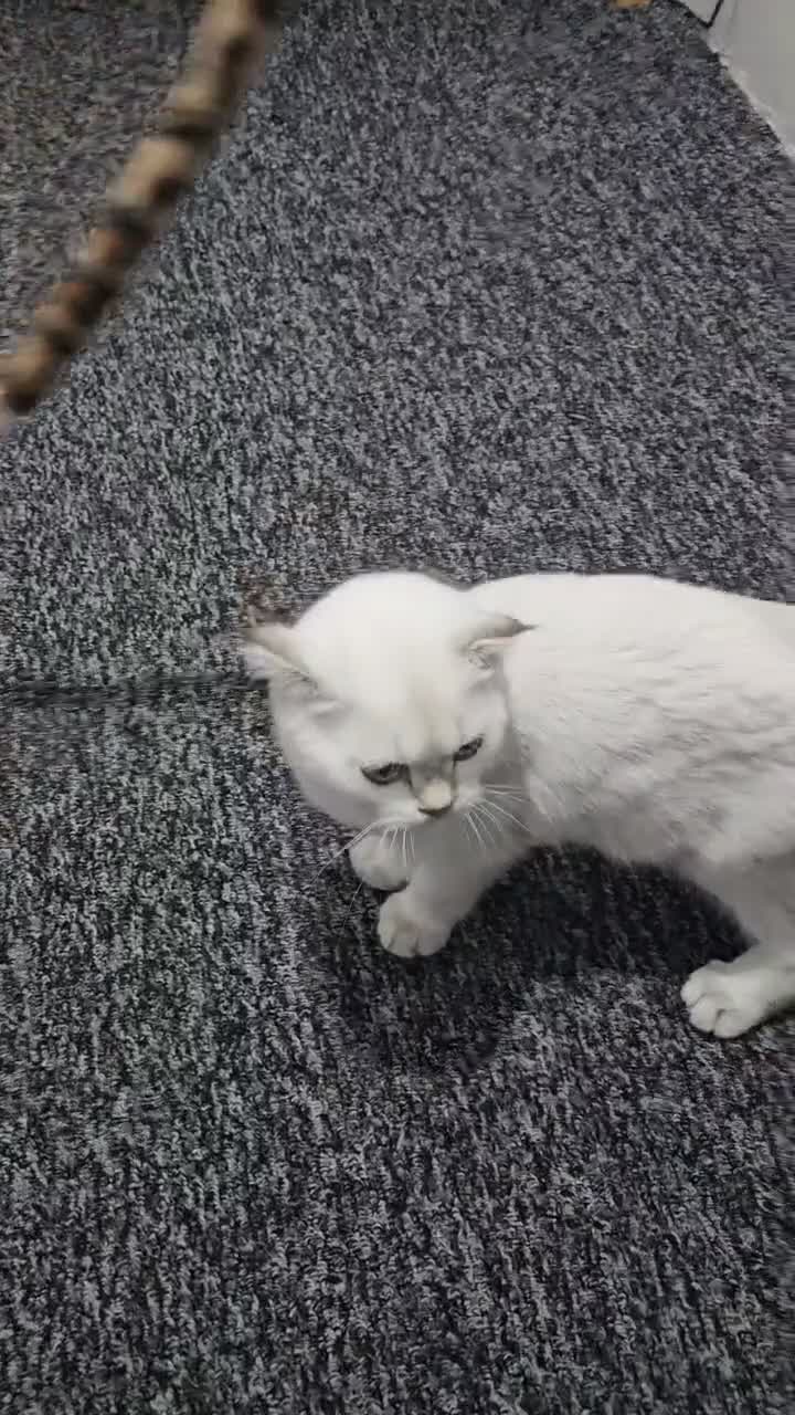 Scottish Fold cats for sale: Scottish fold kitten 4months old beautiful boy in London - Video 1