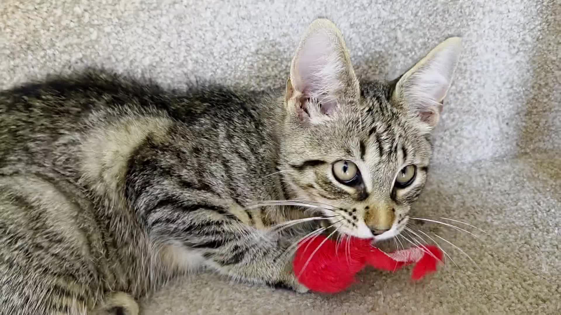 Mixed Breed cats for sale: 4 Maine Coon X Kittens Ready To Leave!!! - Video 5