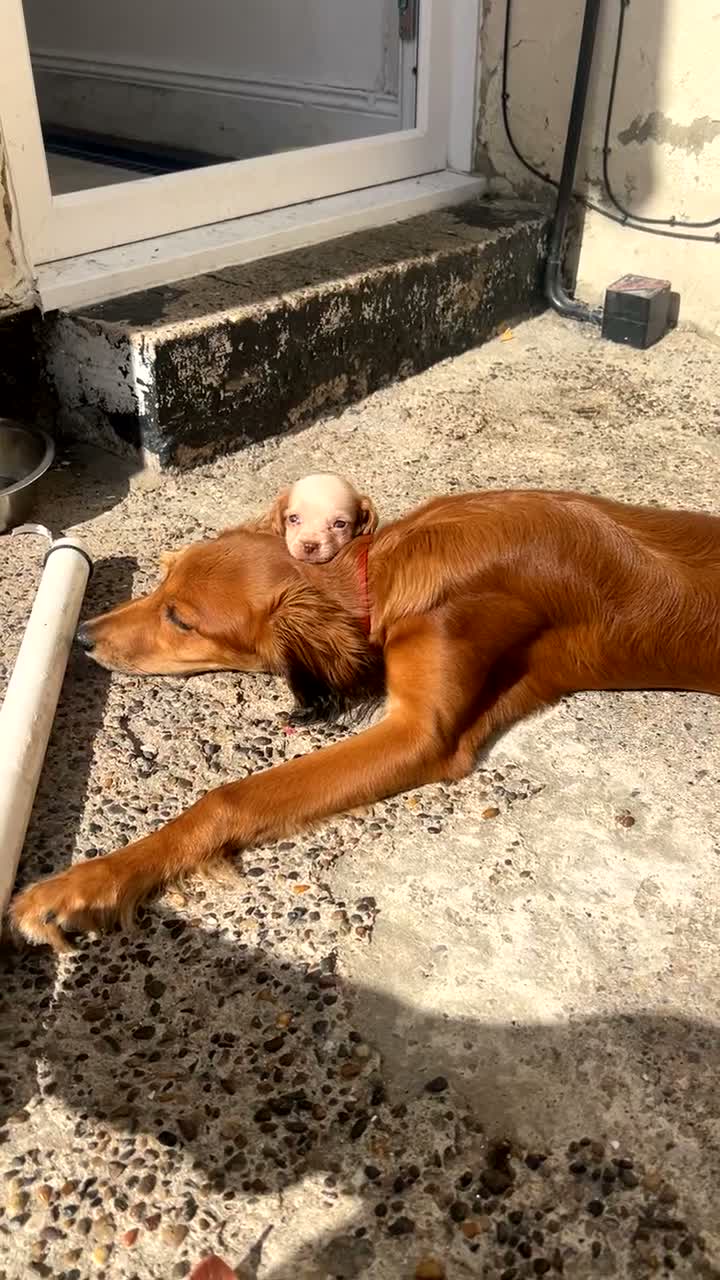 Saluki dogs for sale: puppy for rehome  - Video 3