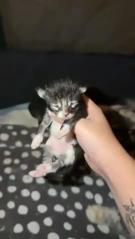 Maine Coon cats for sale: Maine Coon Kittens - Video 2