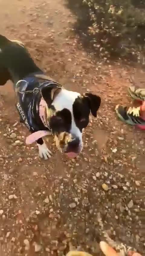 Mixed Breed dogs for adoption: ❤️ HERA the dog with a beautiful heart ❤️ - Video 4