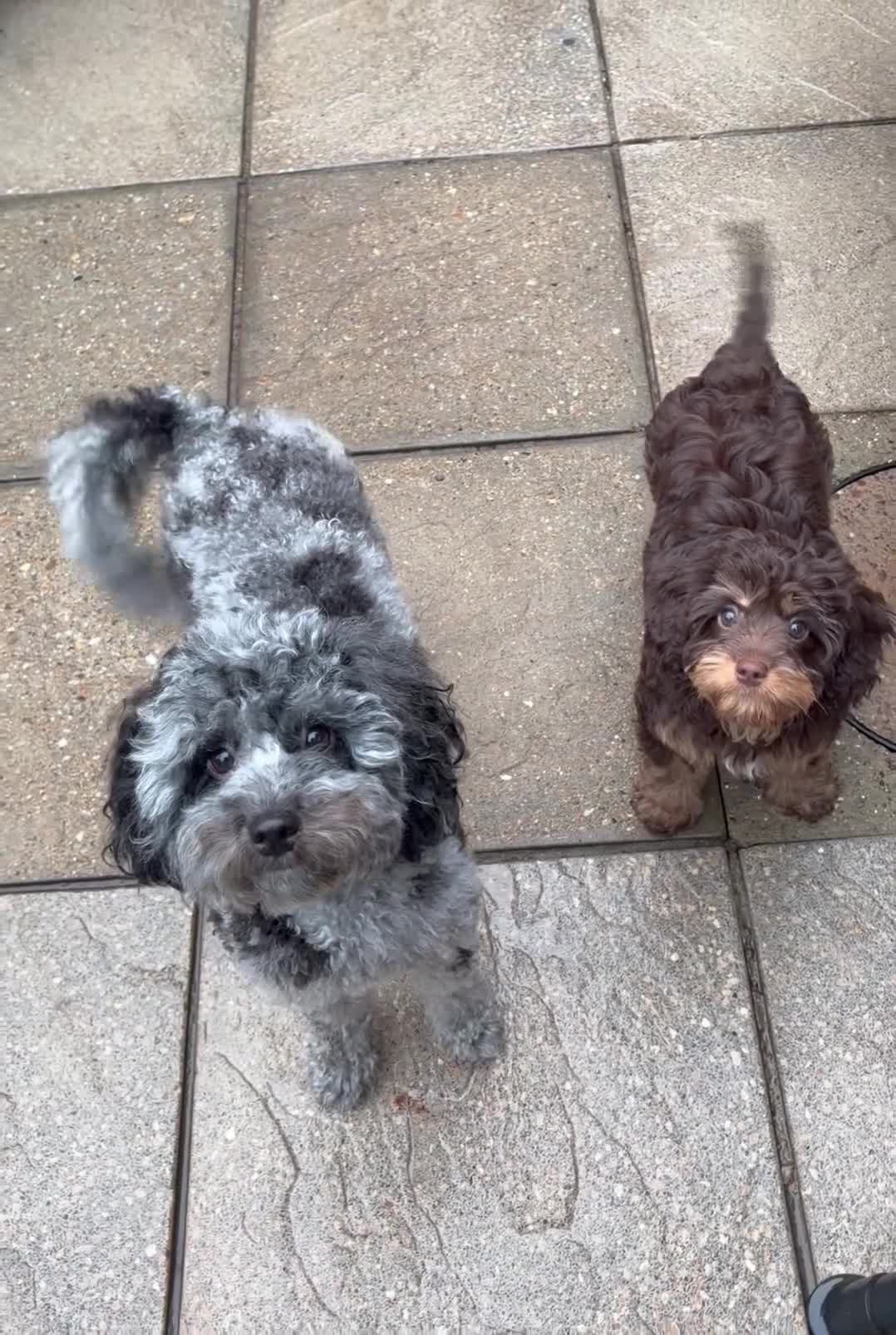 Cavapoo dogs for sale: LAST FEMALE - F1 Cavapoo - Parents DNA Tested  - Video 2