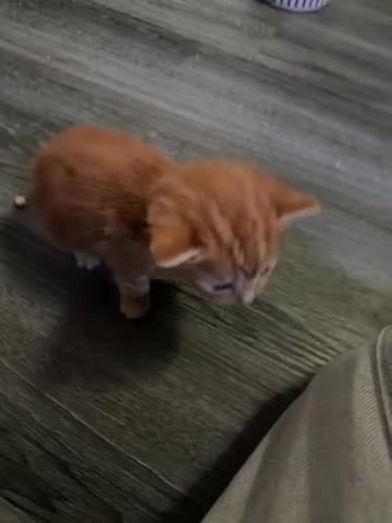 Domestic Shorthair cats for sale: 5 baby boy kittens, looking for forever homes in Southend-on-Sea - Video 1