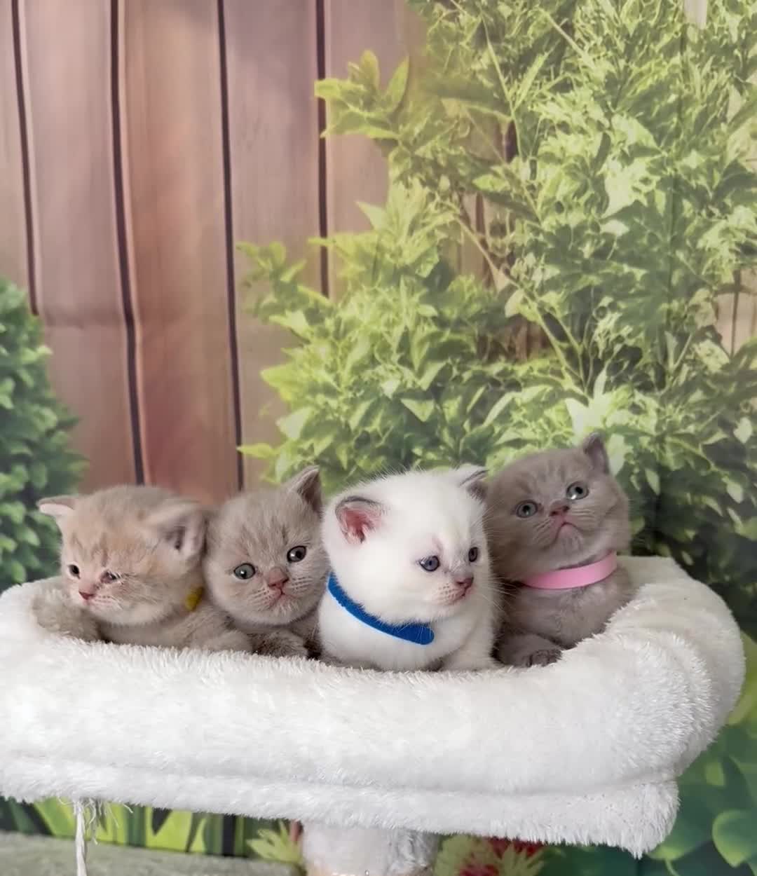 British Shorthair cats for sale: stunning british shorthair  - Video 3