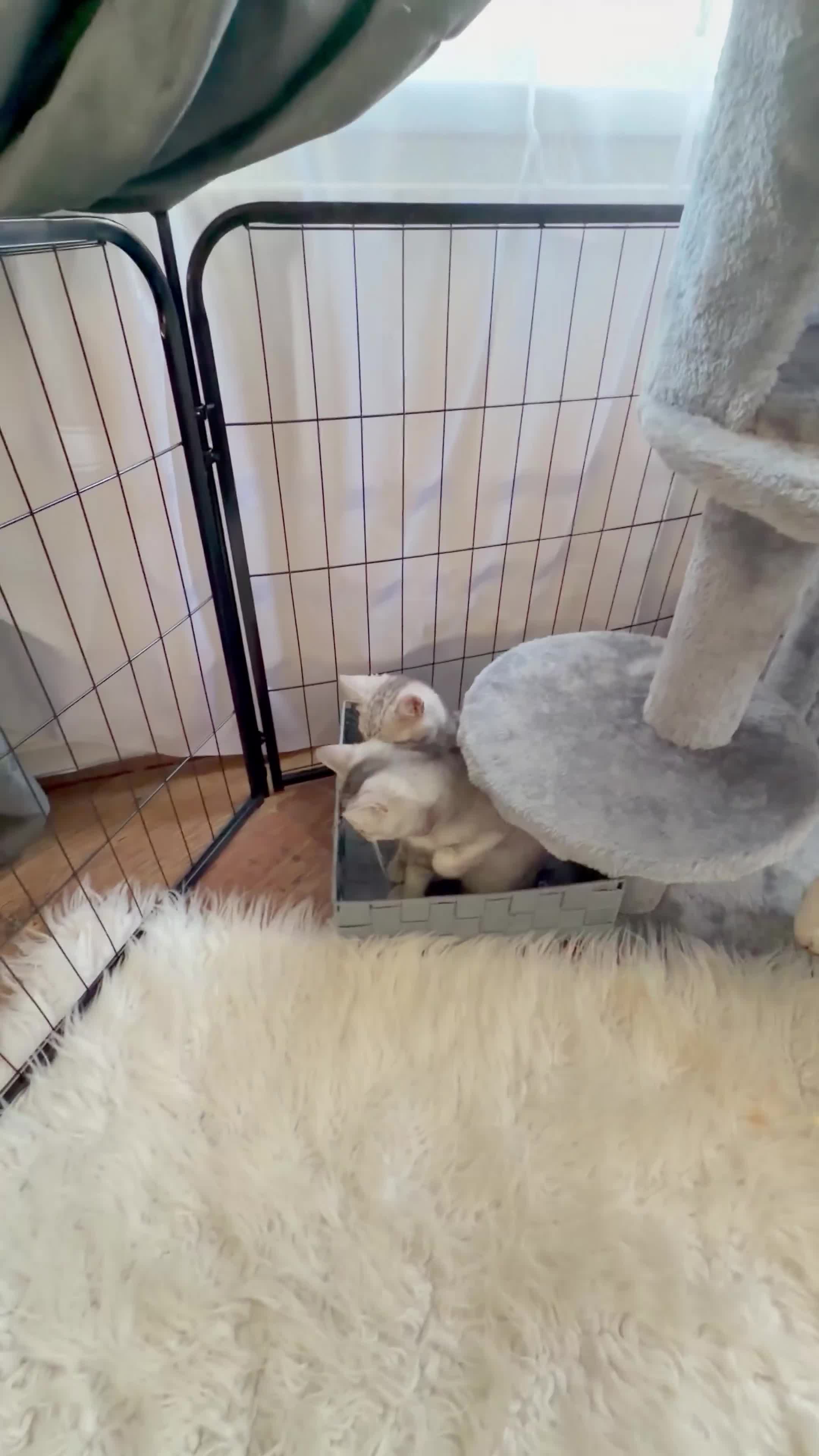 Scottish Fold cats for sale: 💞BEAUTIFUL KITTENS 💞 - Video 5