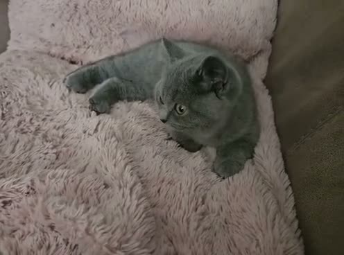 British Shorthair cats for sale: British Shorthair chunky girl - Video 3