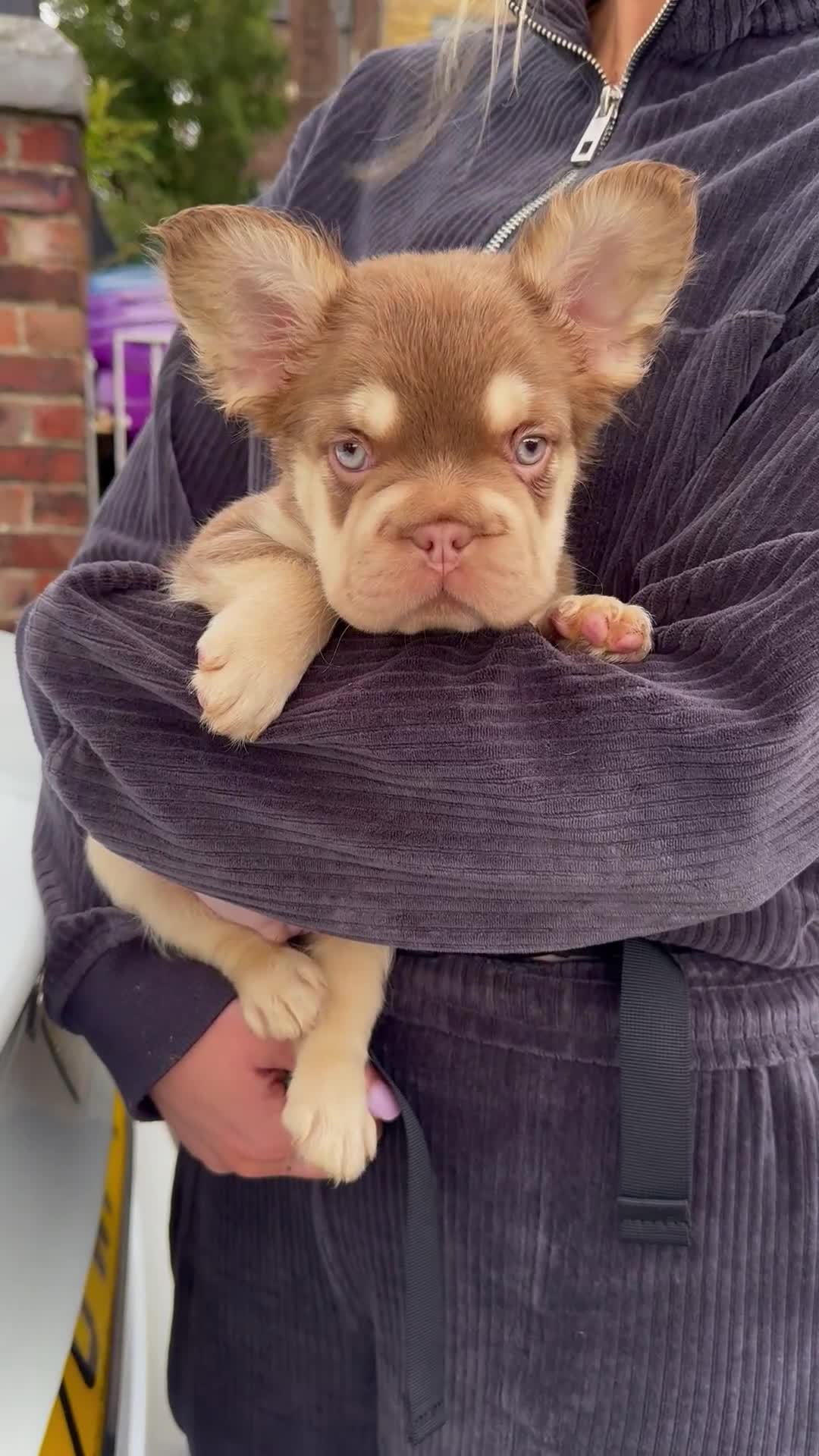 French Bulldog dogs for sale: Visual Fluffy New Shade Frenchies 💎  - Video 1