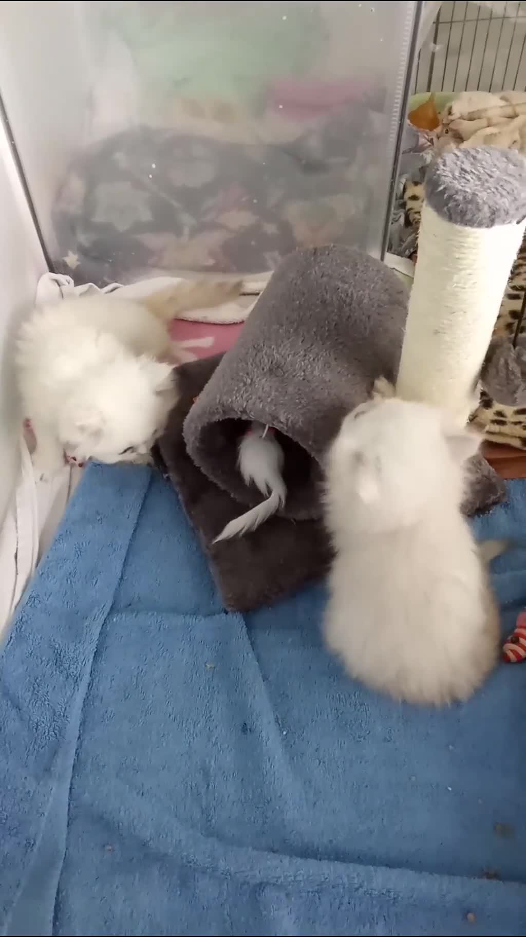 Persian cats for sale: 🐤White shaded gold/silver kittens ready to go - Video 1