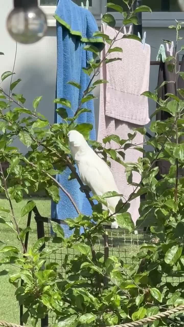 Cockatoo birds for sale: Snowy Cookatoo Parrot  - Video 1