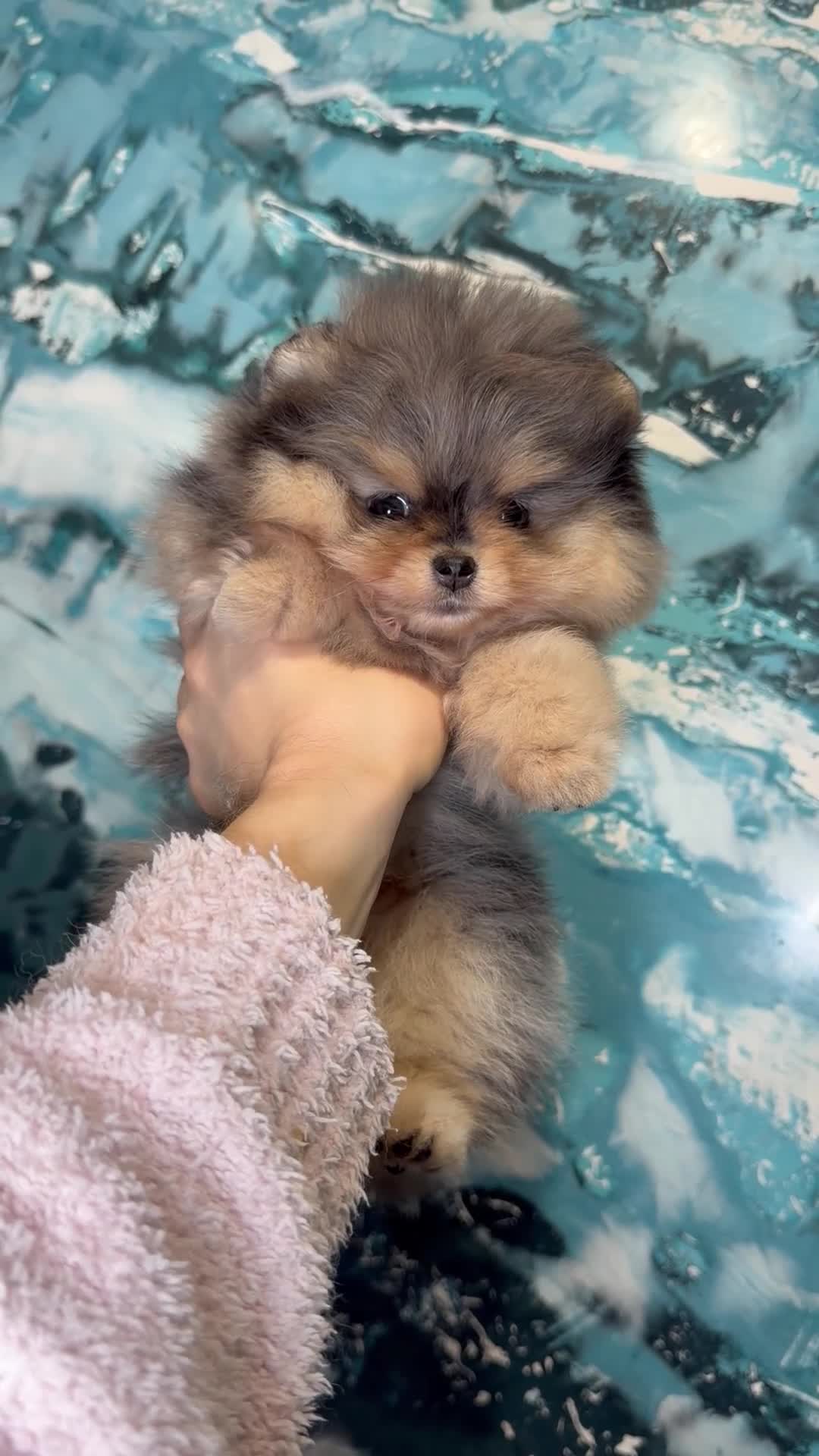 Pomeranian dogs for sale: Beautiful Pomeranian Girl - Video 1