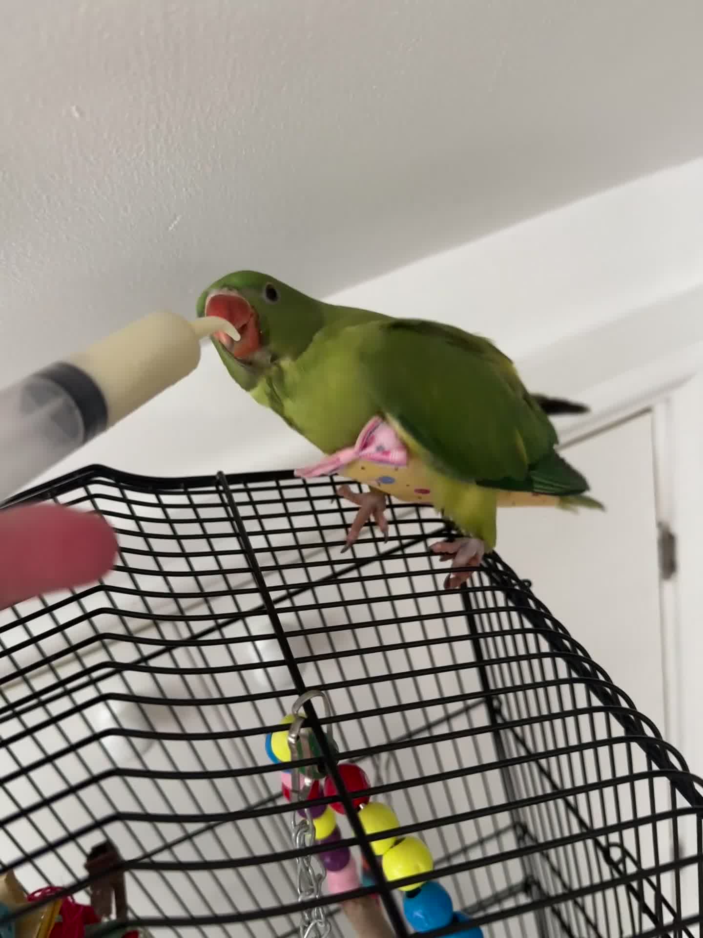 Ringnecks birds for sale: Ringneck Parrot for Sale in Harrow - Video 1
