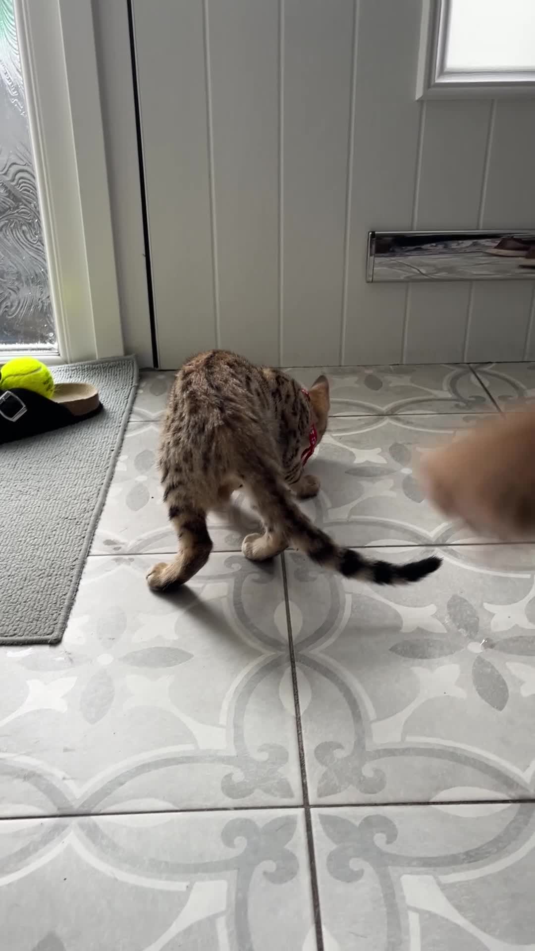 Bengal cats for sale: Genuine bengal kitten Tica registered  - Video 2
