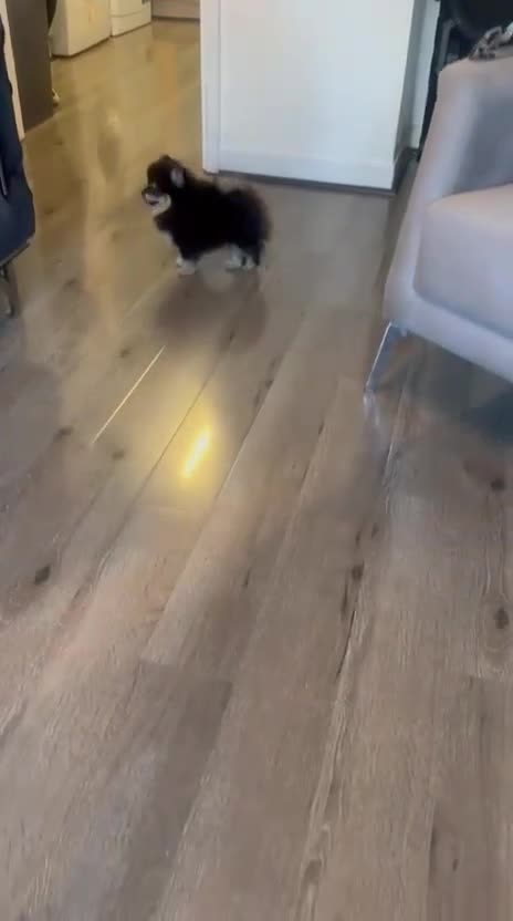 Pomeranian dogs for sale: Beautiful Pomeranian girls  - Video 4