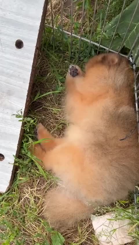 Pomeranian dogs for adoption: Milo’s Heartbreaking Tale - Video 3