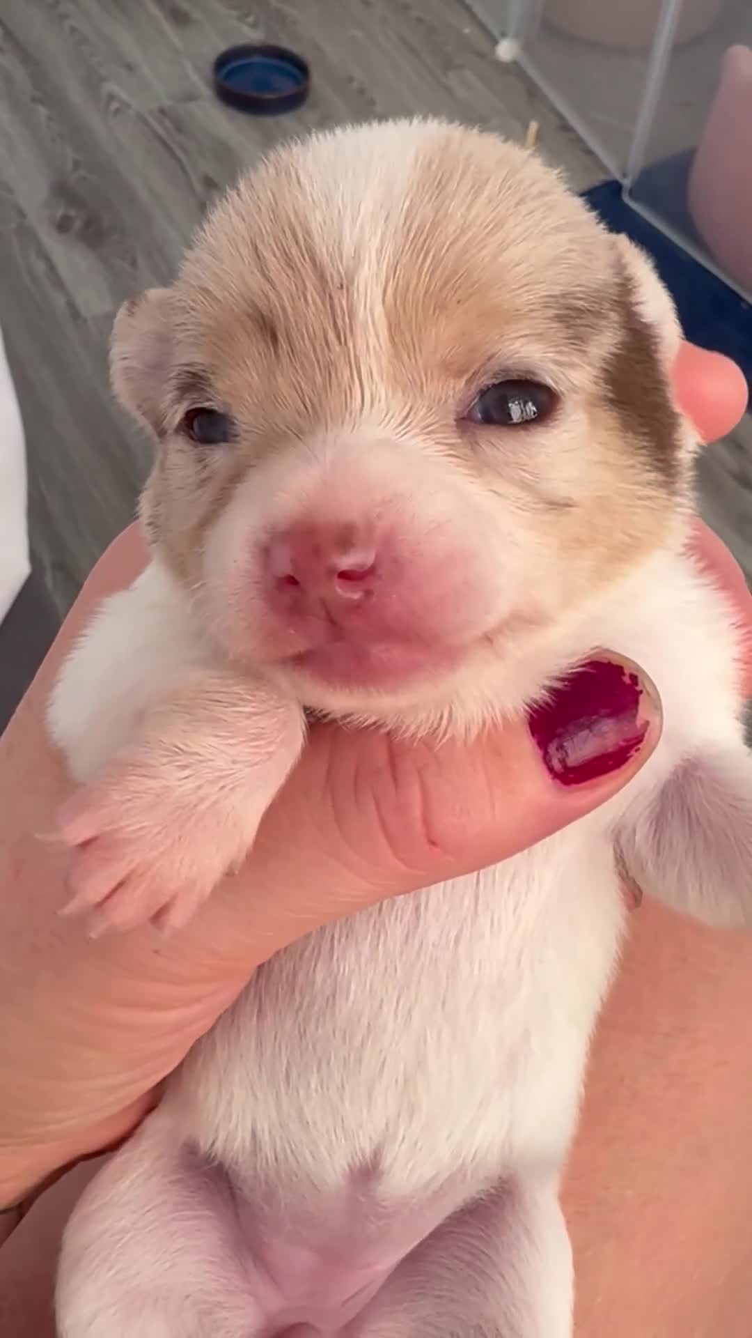Chihuahua dogs for sale: 💕Stunning chihuahua pups 💕 - Video 1